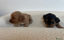 Cockapoo dogs for sale: Amazing mix of colours F1 Cockapoo pups - Image 22