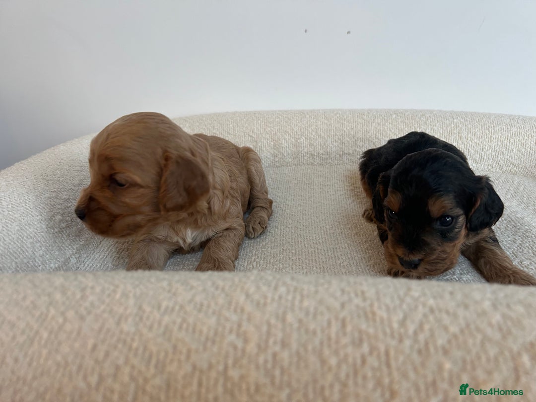 Cockapoo dogs for sale: Amazing mix of colours F1 Cockapoo pups - Image 22
