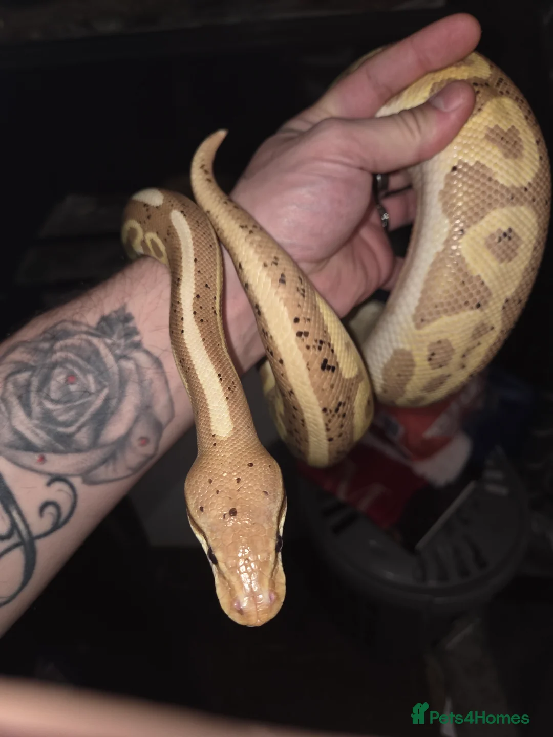 Python Snake reptiles for sale: 3 female royal pythons All 3 for 160 today only! - Advert 7