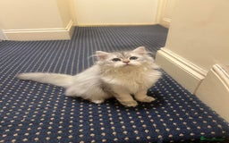 British Shorthair cats for sale: Two beautiful British Shorthair Kittens  - Image 6