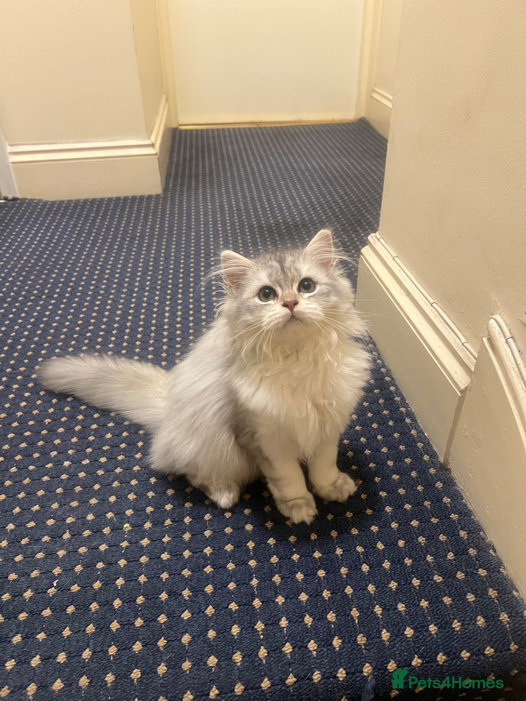 British Shorthair cats for sale: Two beautiful British Shorthair Kittens  - Image 6