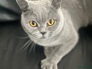 British Shorthair cats British shorthair male pedigree - Advert 2