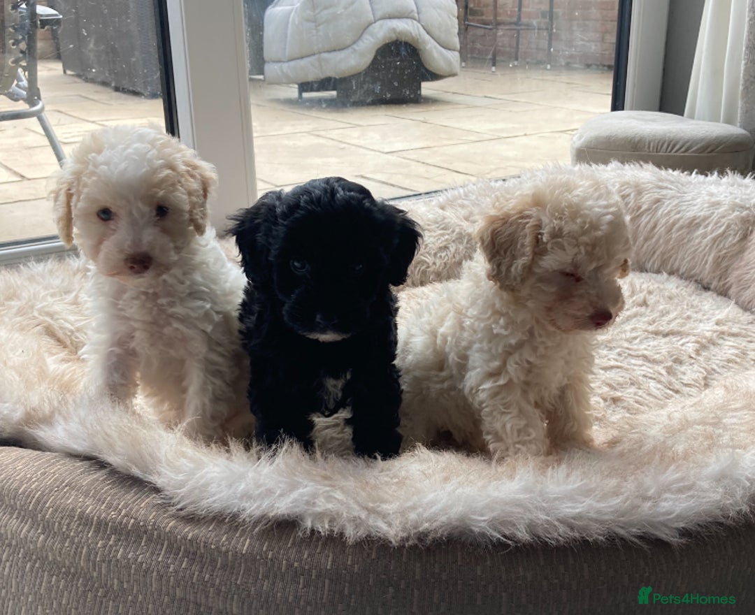 Cavapoo dogs for sale: Miniature poodle x cavapoo  - Image 17