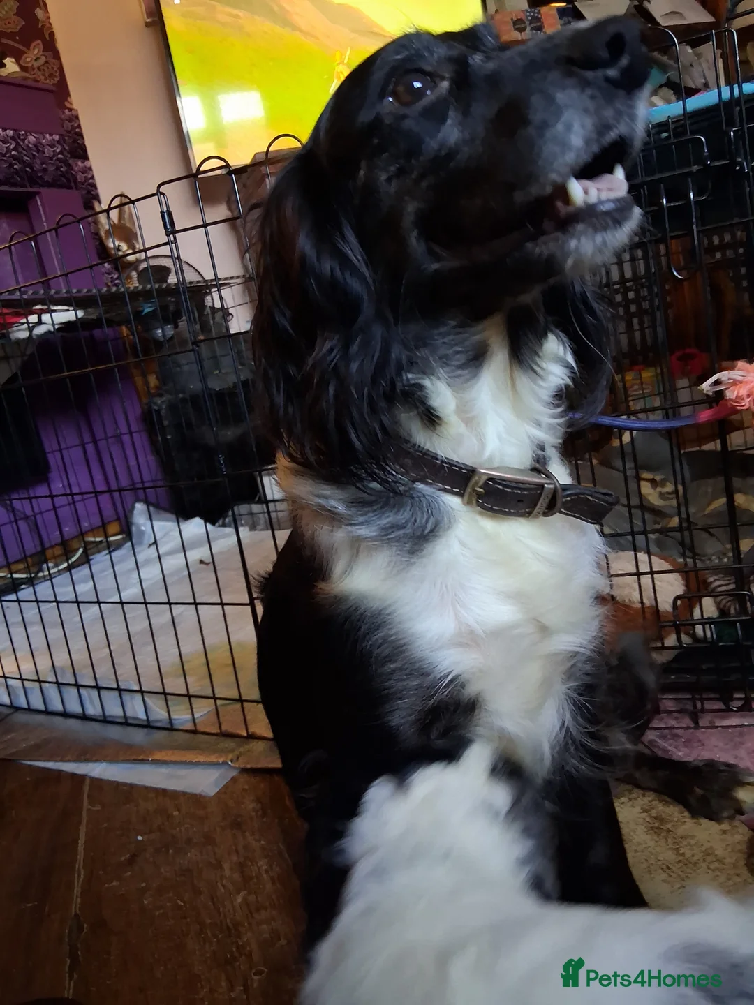 Cockapoo dogs for sale: Stunning cockerpoo puppies ready mid March - Advert 3