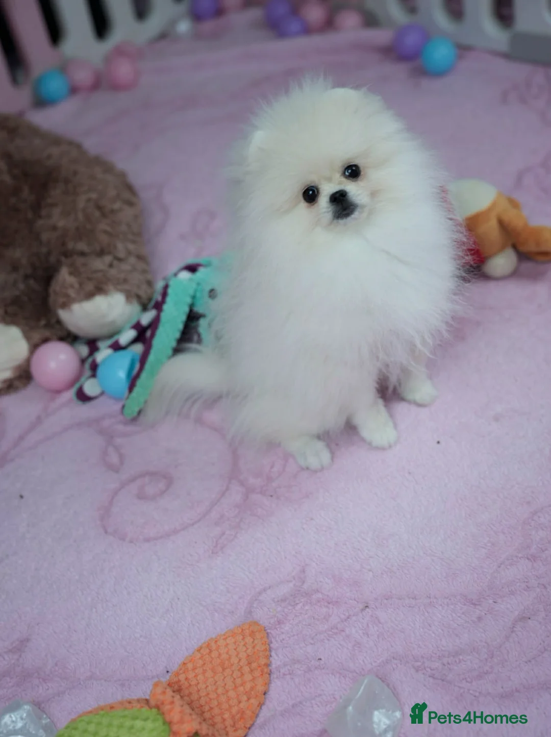Pomeranian dogs for sale: Beautiful White Girl Korean Line Pomeranian ❤️ in Barnoldswick - Advert 6