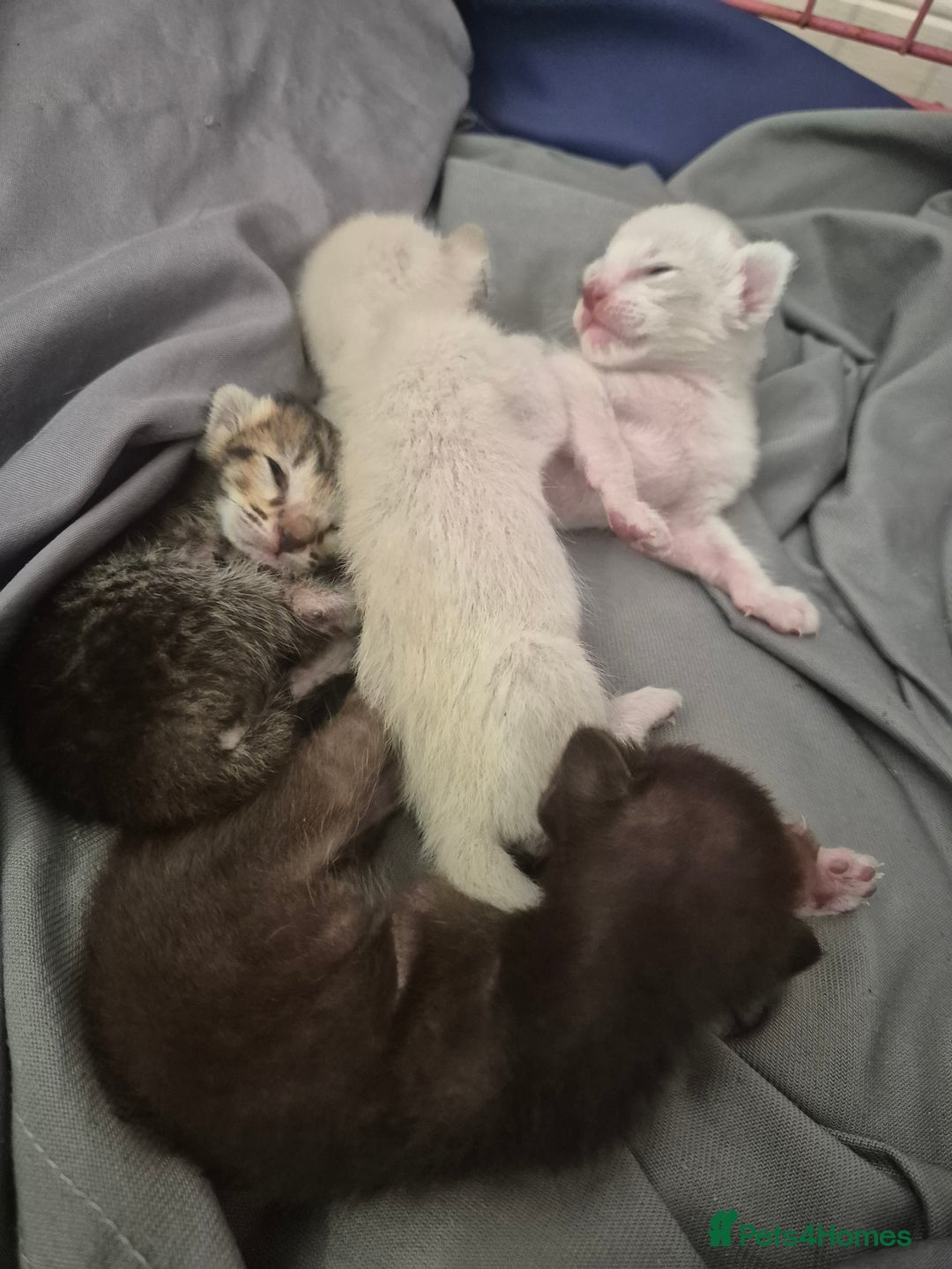 Oriental cats for sale: Oriental kittens  - Image 3