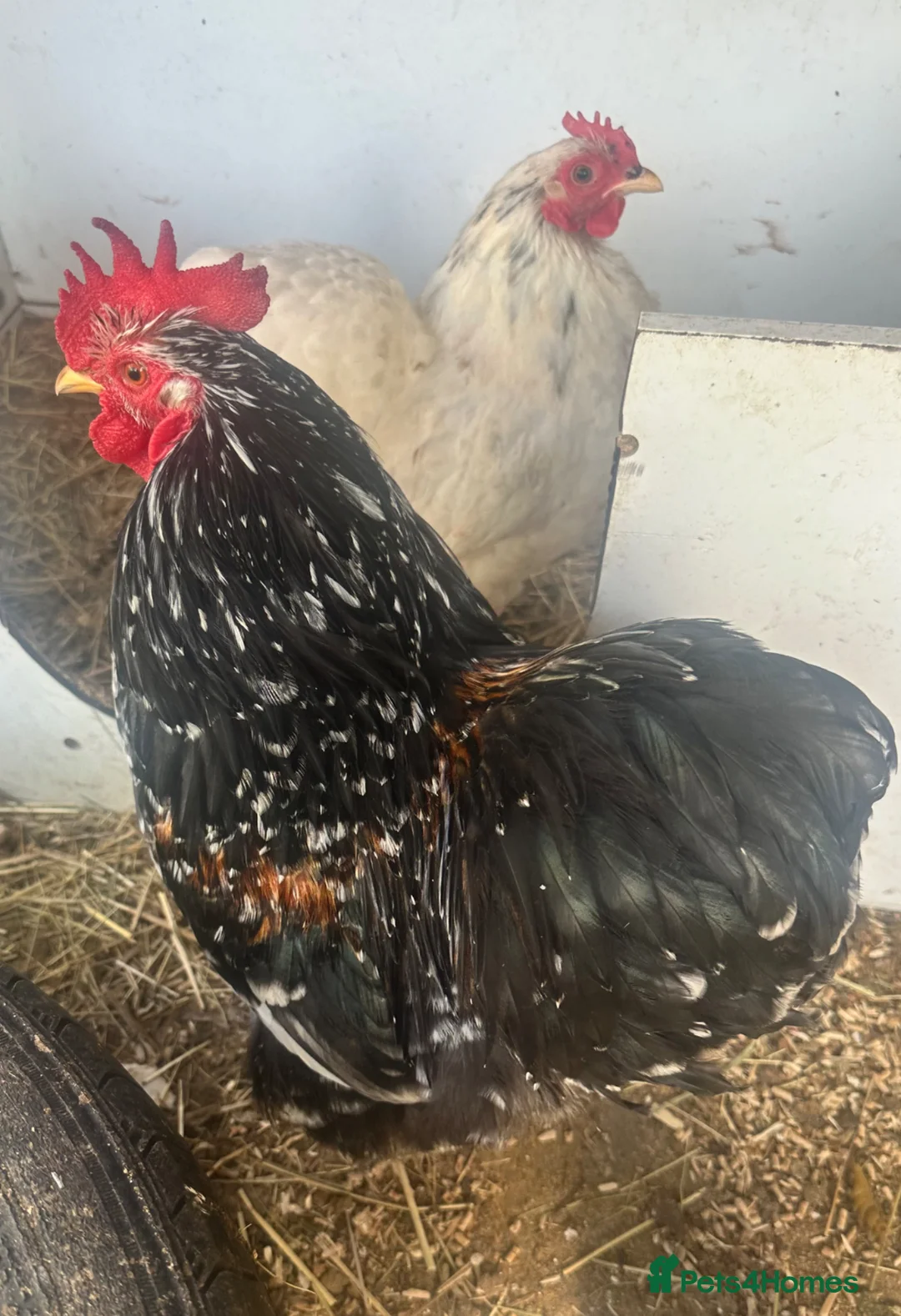 Chickens poultry for sale: Trio pekin bantams - Advert 3