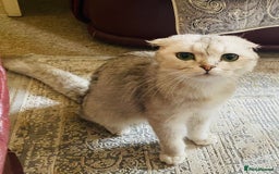 Scottish Fold cats for sale: Adorable 8 weeks old Scottish fold kittens! - Image 16