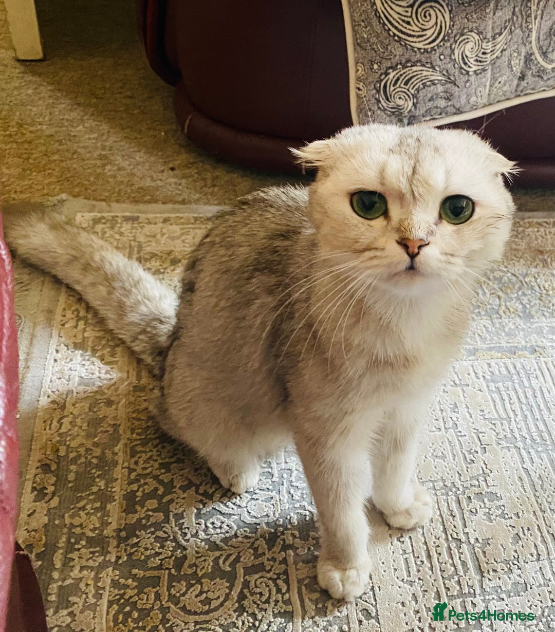 Scottish Fold cats for sale: Adorable 8 weeks old Scottish fold kittens! - Image 16