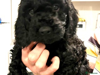 Cockapoo dogs - Advert 34