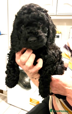 Cockapoo dogs - Advert 9