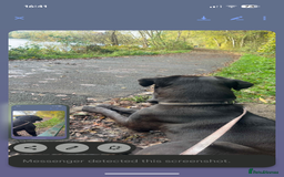 Cane Corso dogs for sale: Cane corso  - Image 3