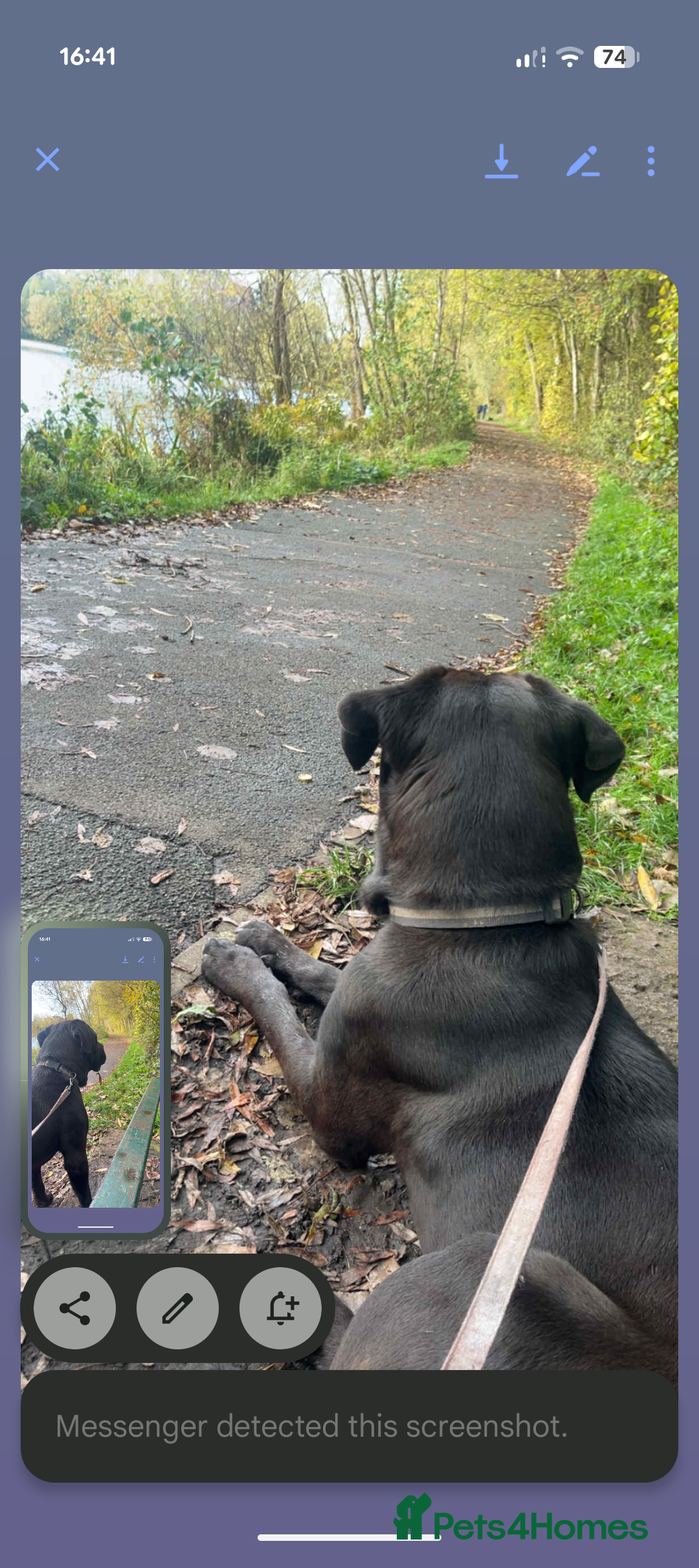 Cane Corso dogs for sale: Cane corso  - Image 3