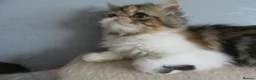 Persian cats for sale: Fantastic Female Persian kitten ready now - Advert 14