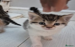 Mixed Breed cats for sale: 6 beautiful kittens (3 male, 3 females) for sale - Image 16