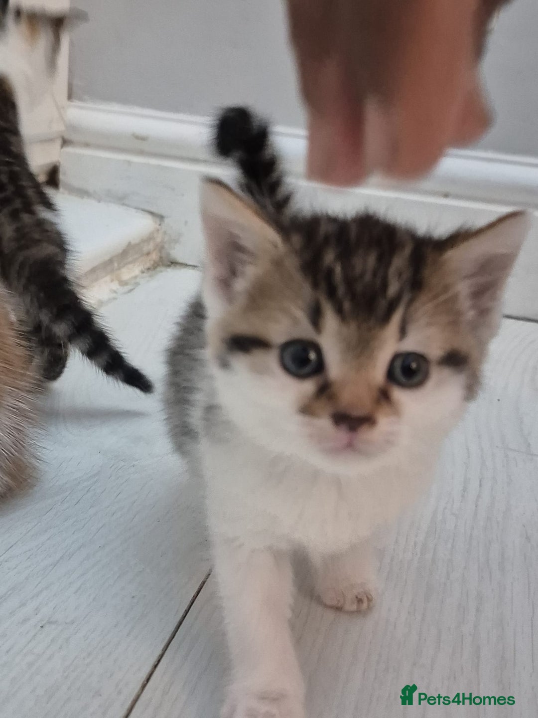 Mixed Breed cats for sale: 6 beautiful kittens (3 male, 3 females) for sale - Image 16