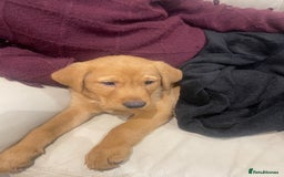 Labrador Retriever dogs for sale: Labrador red fox bitch - Advert 6