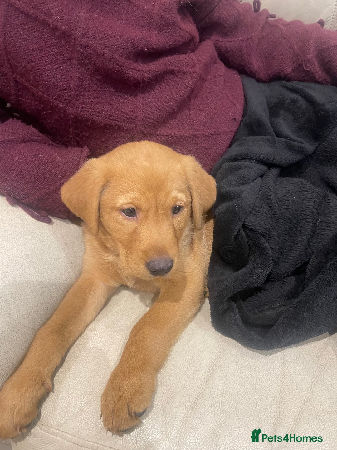 Labrador Retriever dogs for sale: Labrador red fox bitch - Advert 6