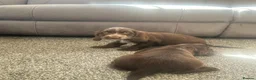 Cocker Spaniel dogs for sale: Show type cocker spaniel puppies  - Advert 13