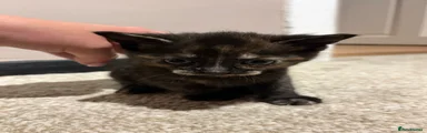 Two toned kitten with mustash 