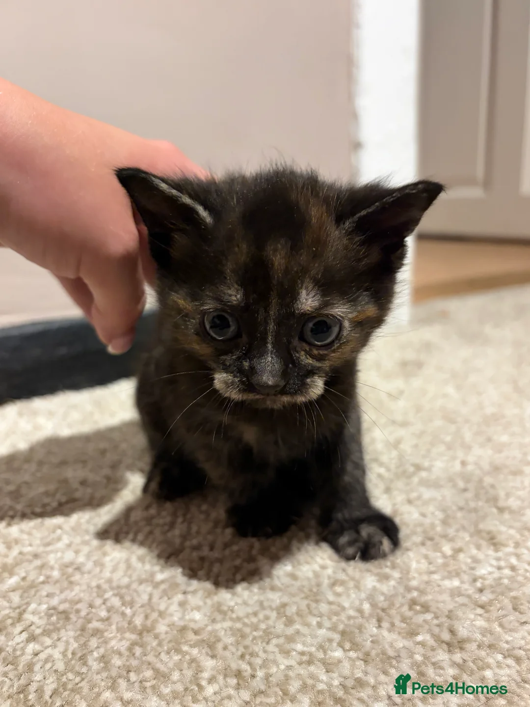 Mixed Breed cats for sale: Kittens  in Dewsbury - Advert 2
