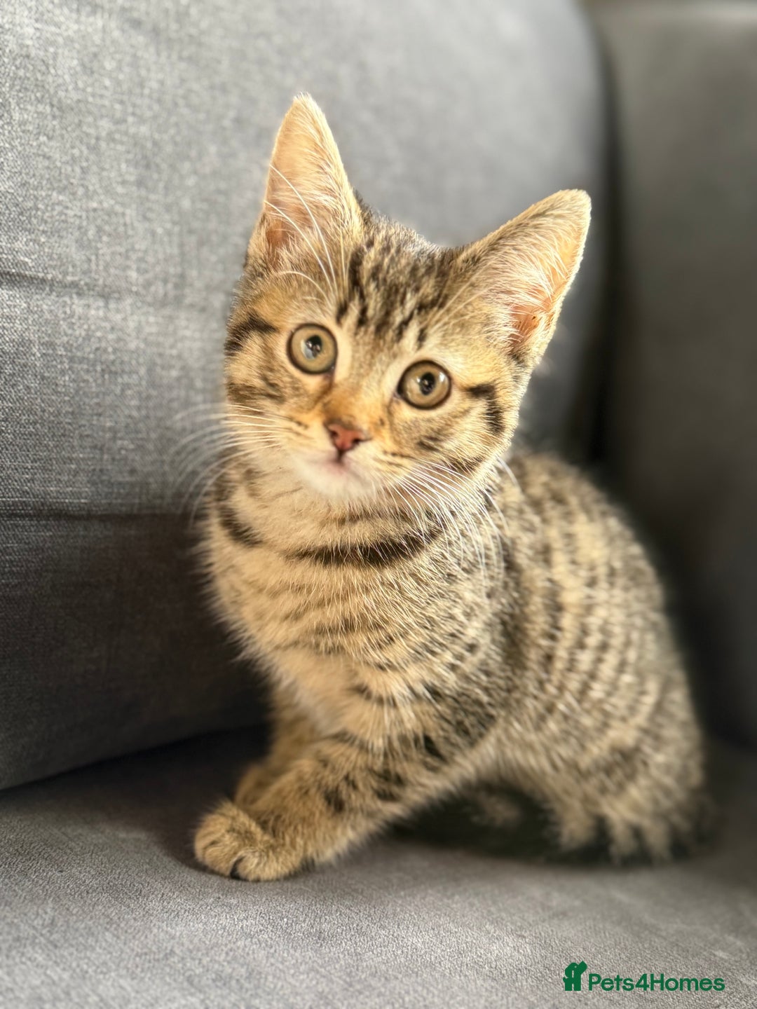 Mixed Breed cats for sale: Bengal cross girl  - Image 1