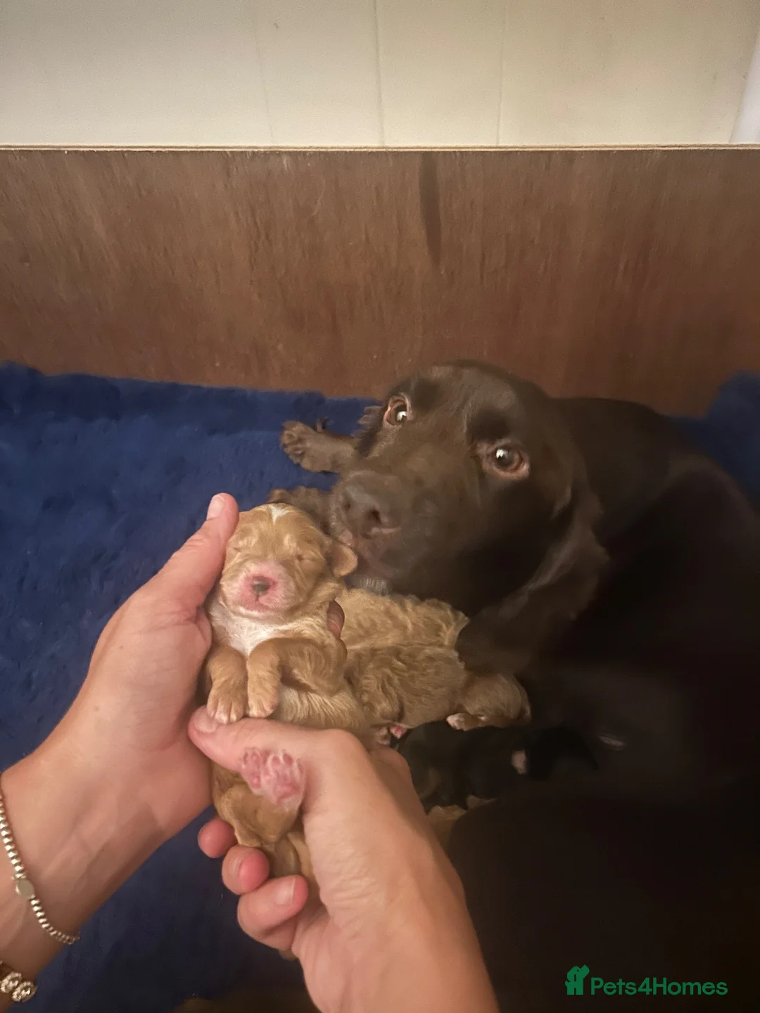 Cockapoo dogs for sale: Beautiful Cockapoo Puppies  in Northallerton - Advert 2