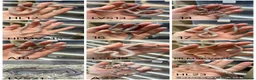 Corn Snake reptiles for sale: !! Wide range of baby Cornsnakes for sale !! - Advert 2
