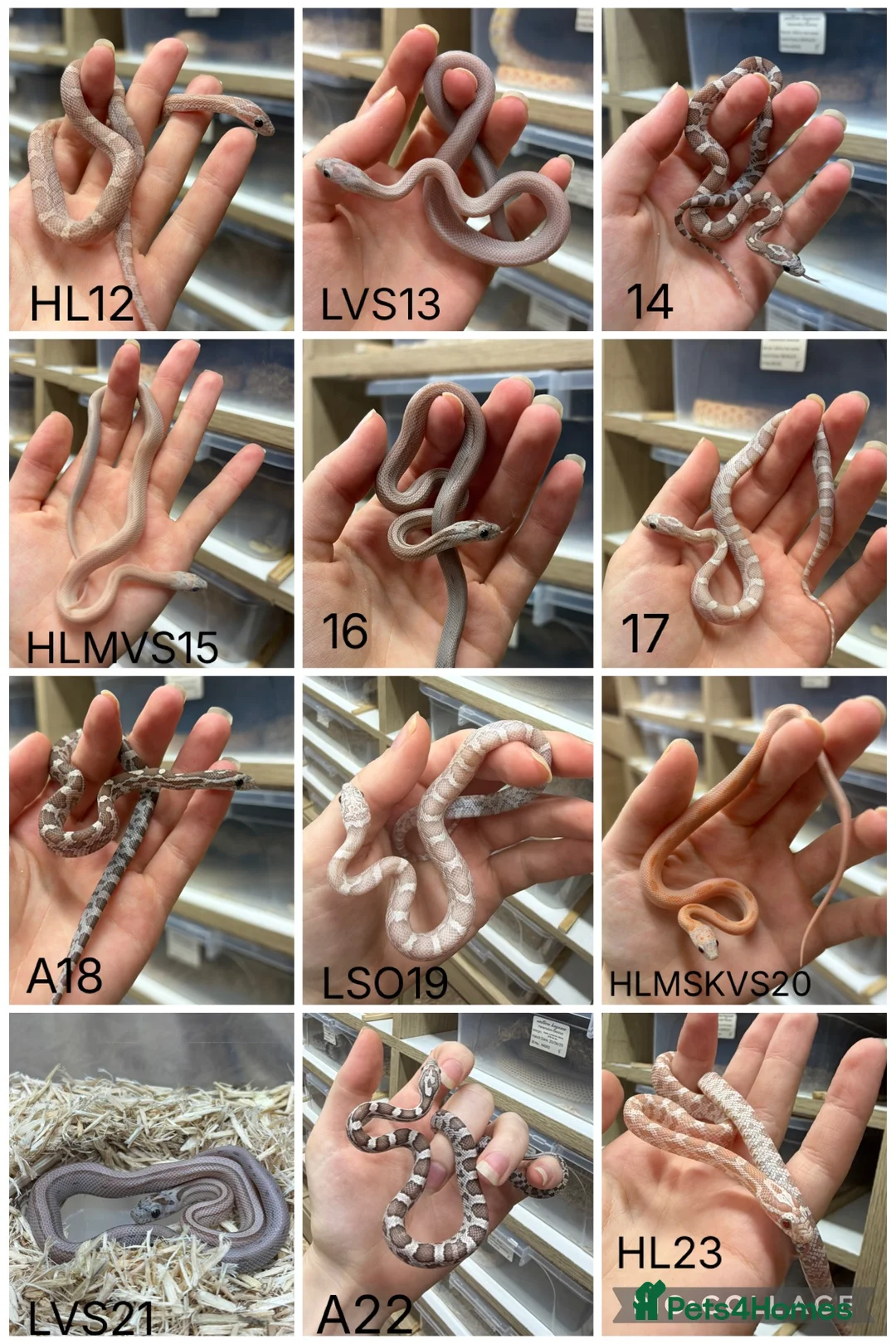 Corn Snake reptiles for sale: !! Wide range of baby Cornsnakes for sale !! - Advert 2
