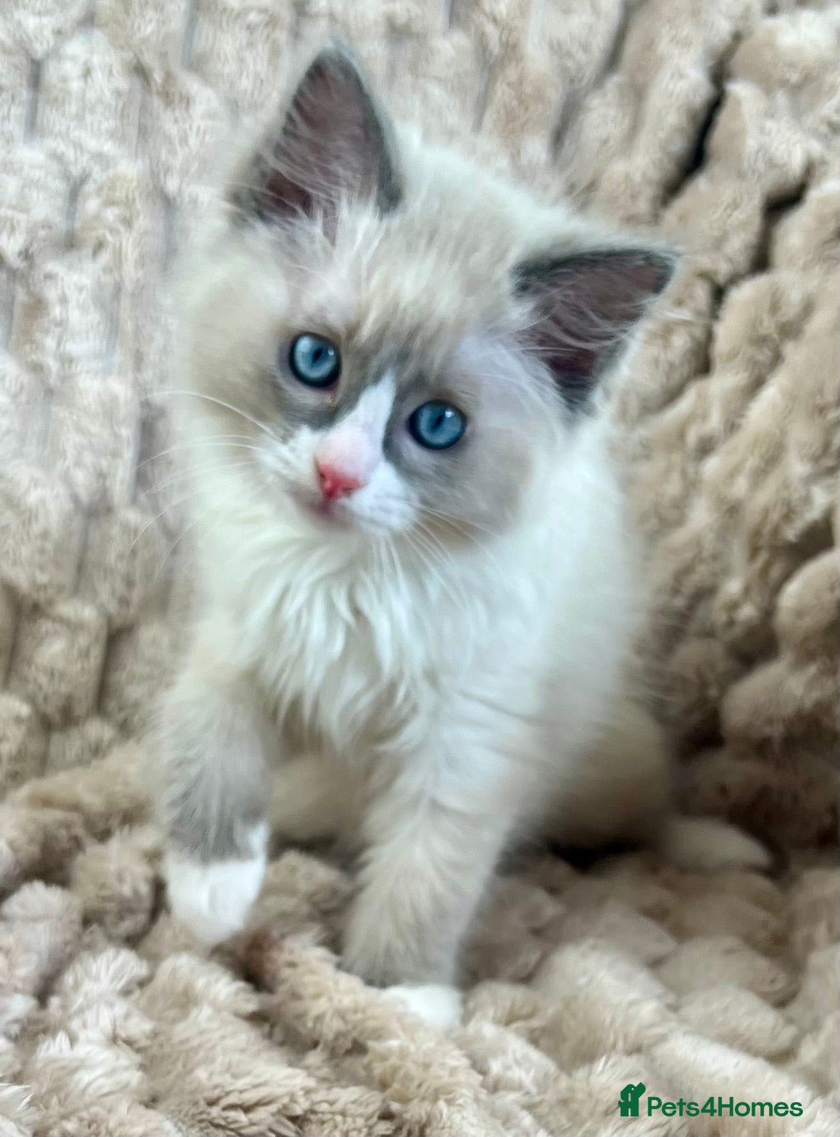 Ragdoll cats 1 Sweet Ragdoll boy Left looks 4 a loving family  - Advert 2
