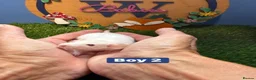 Rat rodents for sale: Baby Dwarf Rats Girl Boy  - Advert 4