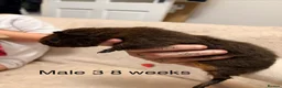 Guinea Pig rodents for sale: Agouti baby guinea pigs 5 males 1 female  - Advert 10