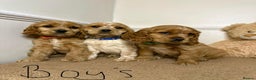 Cavapoo dogs for sale: F2 Cavapoo puppies 🐶 - Advert 4