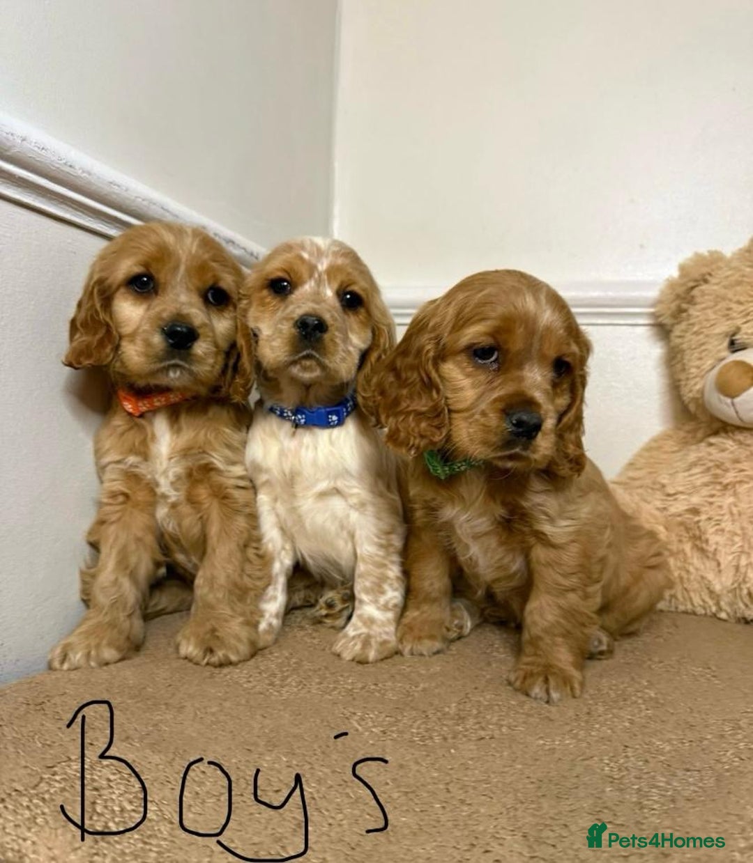 Cavapoo dogs for sale: F2 Cavapoo puppies 🐶 - Advert 4