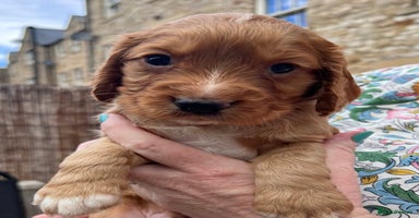 Cocker Spaniel dogs - Advert 9