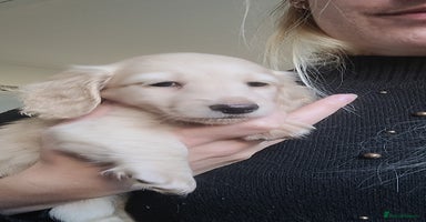 Miniature Dachshund dogs - Advert 5