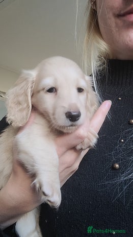 Miniature Dachshund dogs - Advert 4