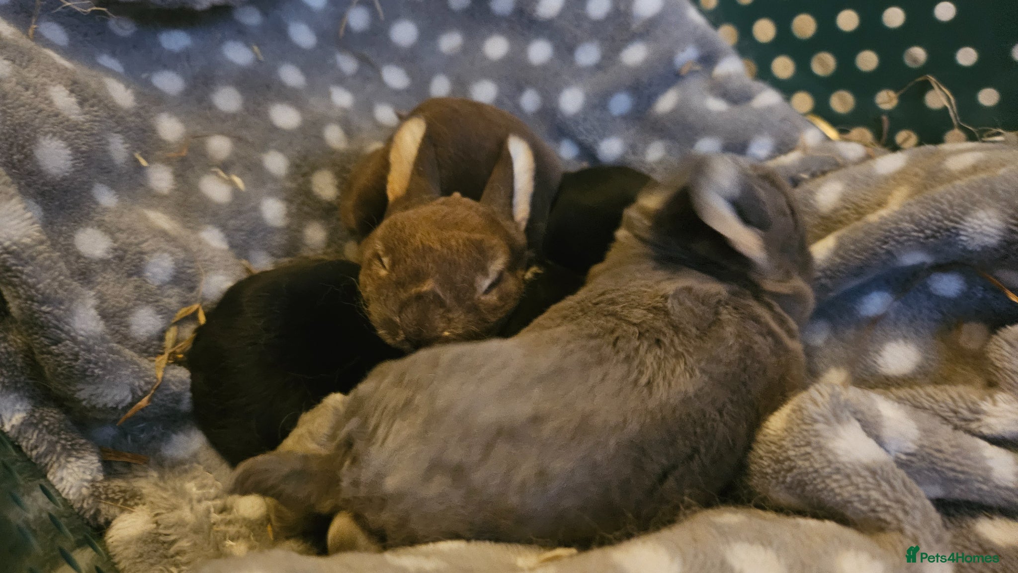 Rex rabbits Rex & Mini Rex Kits Available - Advert 23