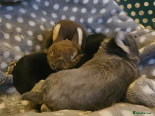 Rex rabbits Rex & Mini Rex Kits Available - Advert 23