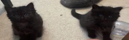 British Shorthair cats for sale: Beautiful BSH kittens - Advert 16