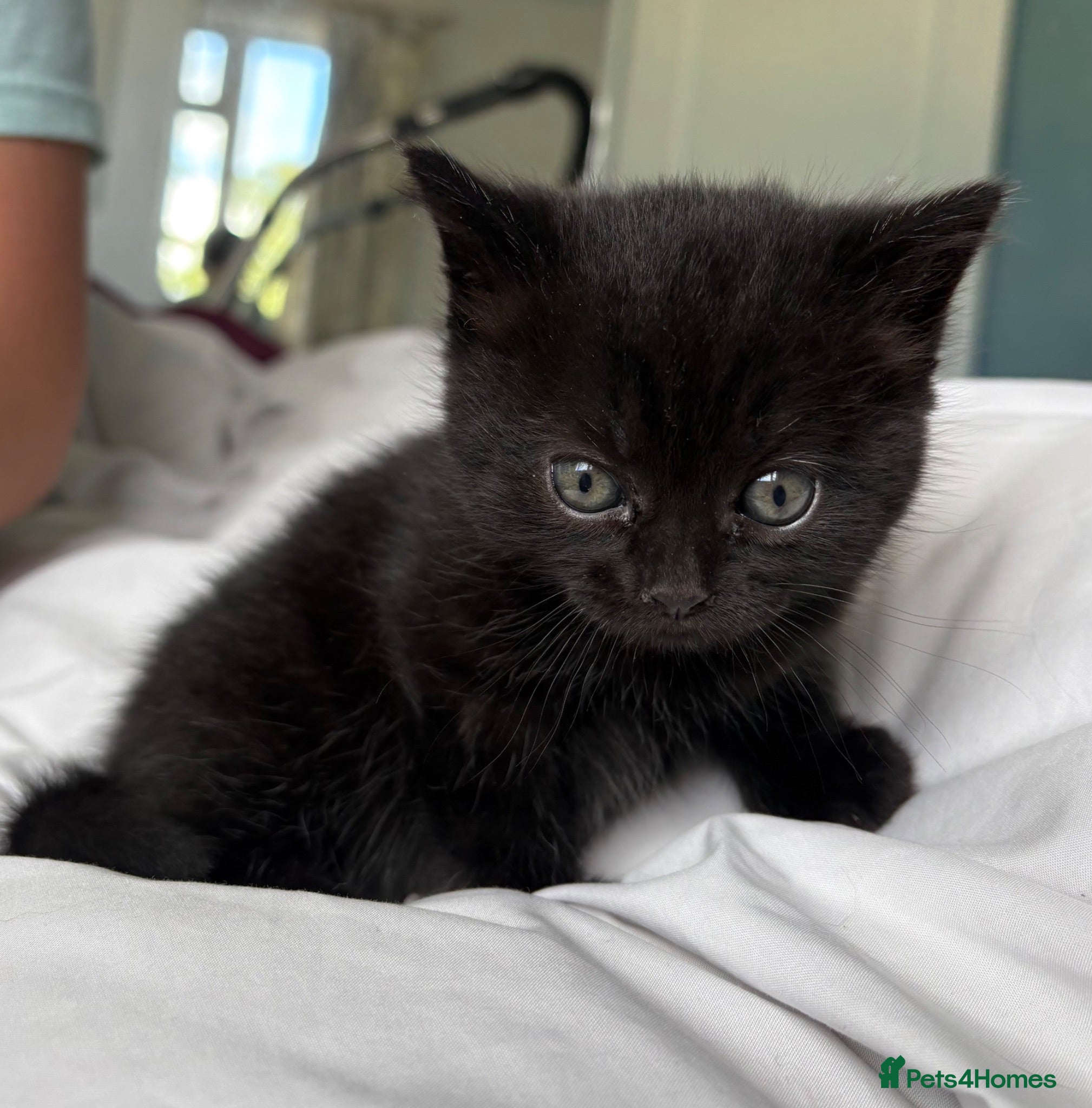 Ragdoll cats Gorgeous black kittens with ragdoll mix mum - Advert 2