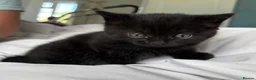 Ragdoll cats for sale: Gorgeous black kittens with ragdoll mix mum - Advert 2