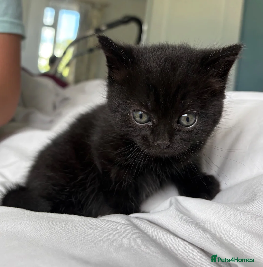 Ragdoll cats for sale: Gorgeous black kittens with ragdoll mix mum - Advert 2