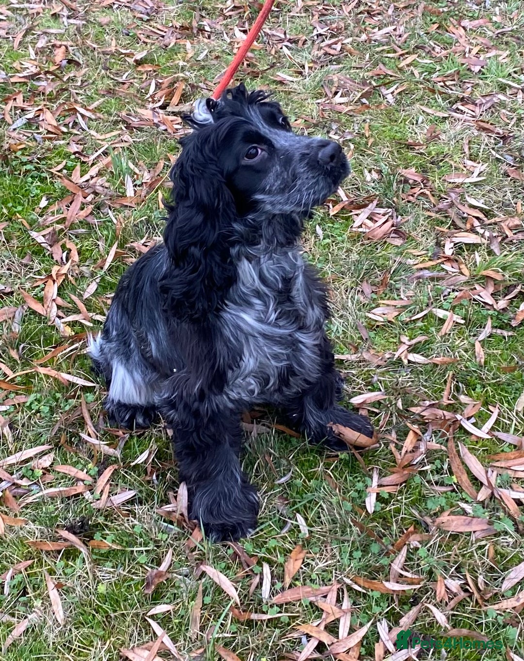 Cocker Spaniel dogs for sale: Adorable show cocker adult girls  - Advert 2