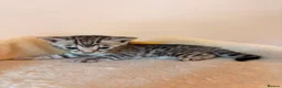 Bengal cats for sale: Tempest Bengala TICA registered kittens  - Advert 35