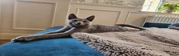Russian Blue cats for sale: TICA registered Kitten looking for a special home in Sleaford - Advert 6