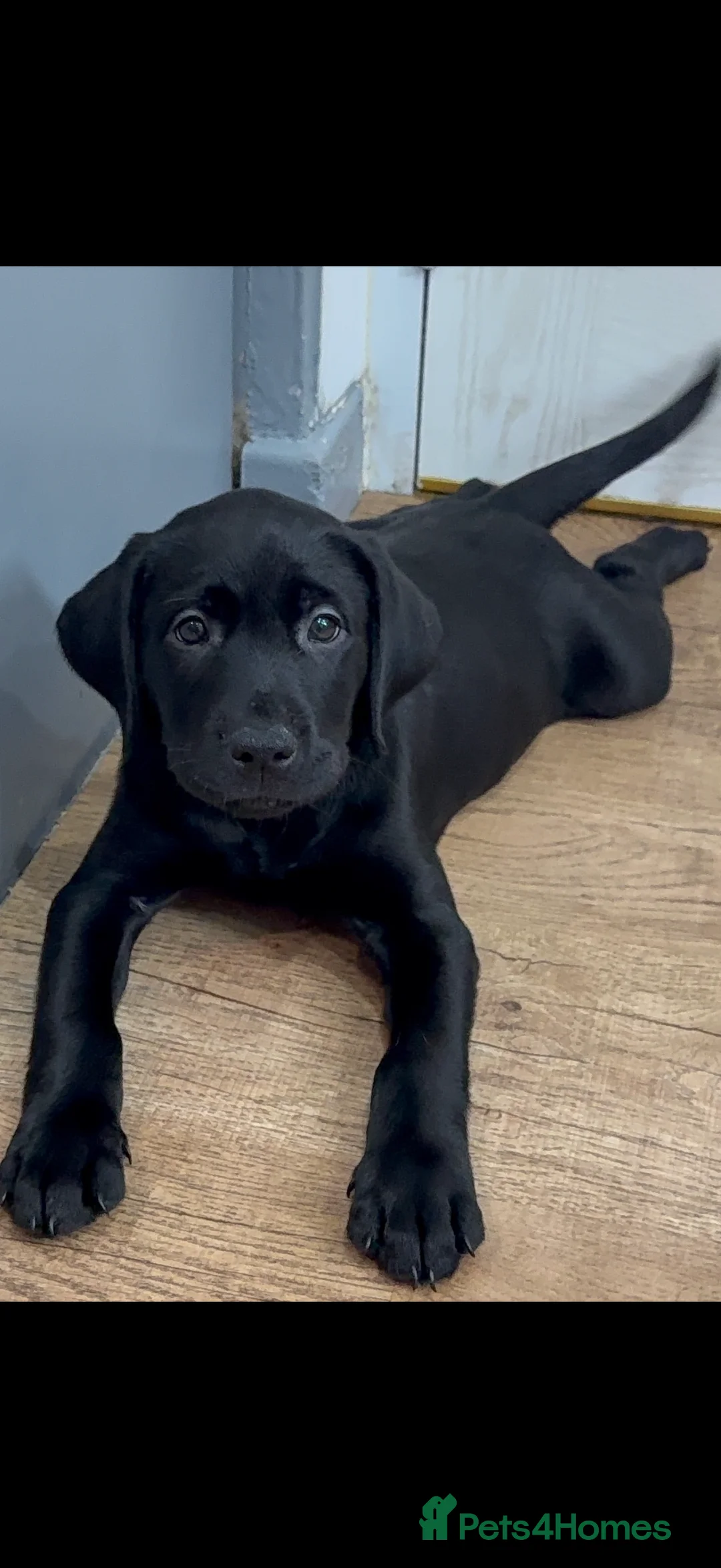 Labrador Retriever dogs for sale: One black Labrador male lift in Milford Haven - Advert 5