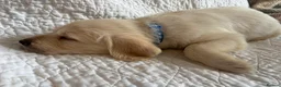 Labradoodle dogs for sale: Stunning Labradoodle puppies - Advert 16