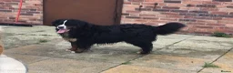 Bernese Mountain Dog dogs for sale: Stunning Bernese Mountain Dog, - Advert 3