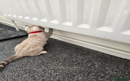 Bengal cats for sale: SNOW BENGAL BLUE EYES TICA PET/ACTIVE - Image 8